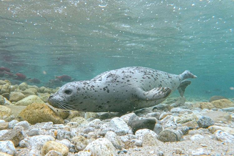 Alaska’s Iliamna Lake Seals