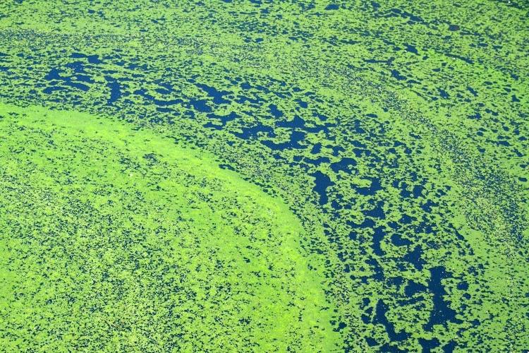 New Weapon Against Harmful Algal Blooms